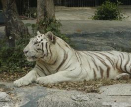 Ho Chi Minh City Zoo & Botanical Gardens