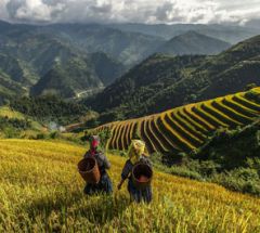 Mucangchai trekking tour 2 days – 1 night 